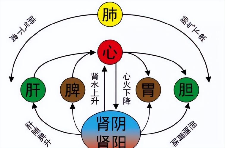 睡眠不足者攻击性强,睡眠不足伤什么器官
